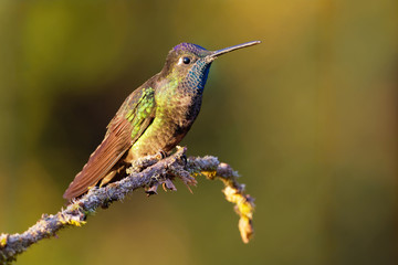 Fototapeta na wymiar Talamanca (Admirable) Hummingbird - Eugenes spectabilis is large hummingbird living in Costa Rica and Panama.