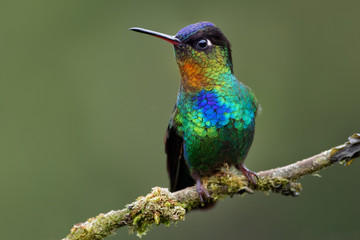 Fiery-throated Hummingbird - Panterpe insignis medium-sized hummingbird breeds only in the...