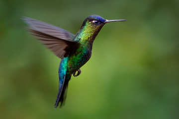 Fototapeta na wymiar Fiery-throated Hummingbird - Panterpe insignis medium-sized hummingbird breeds only in the mountains of Costa Rica and Panama