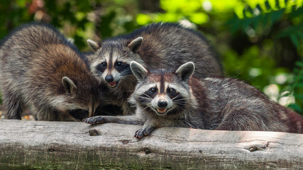 famille de raton-laveurs