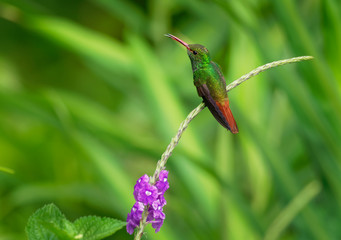 Fototapeta na wymiar Rufous-tailed Hummingbird - Amazilia tzacatl medium-sized hummingbird on green background