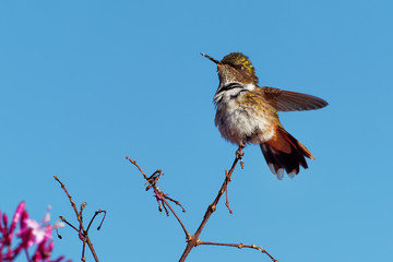 very small hummingbird which breeds only in the mountains of Costa Rica and Chiriqui, Panama