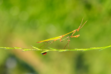 Close up of pair of European mantis ( Mantis religiosa )