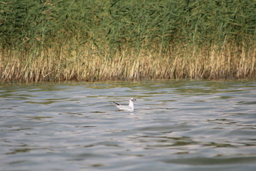 ducks in the lake