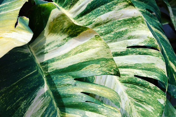 Colorful leaf background, Scindapsus aureus or Devil's Ivy plant, rainforest plants. © Lina
