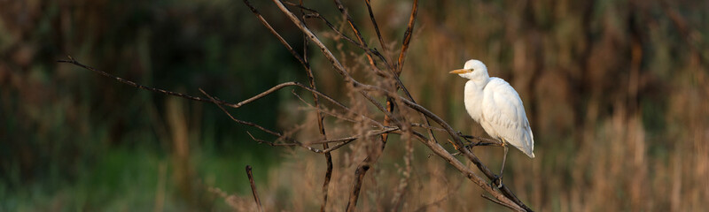 Cattle egret in the Oasis of Bahariya