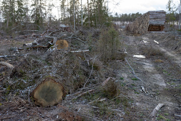 The root of a tree uprooted by a strong wind. A place of logging in Central Europe.