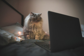 Gray, fluffy cat sits on a bed near the laptop, focused on looking at the laptop screen. Cat and a...