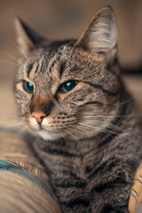 Brown domestic cat relaxing on a cushion or a pillow