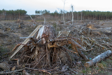 The root of a tree uprooted by a strong wind. A place of logging in Central Europe.