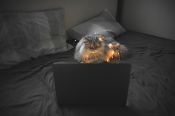Gray cat with a garland lying near the laptop and pillows in a dark bed and looking sideways. Pet in the evening in bed with a laptop.