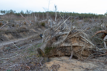 The root of a tree uprooted by a strong wind. A place of logging in Central Europe.