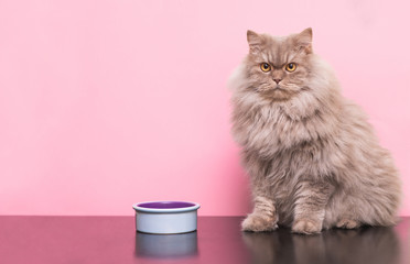 Fluffy gray cat sits with a plate of food on the pink background and looks at the camera. Beautiful...