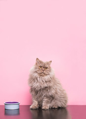 Portrait of a fluffy pet, cat on a pink background sits at a plate with a feed and looks up at the...