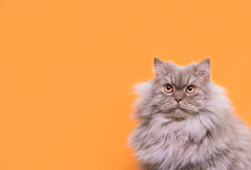 portrait cute fluffy gray cat lays on a pastel pink background and looks up on copyspace. Pet is...