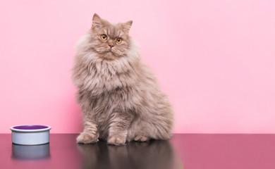 Fluffy gray adult cat sits on a pink background with a animal dish and looks to the side. Pet and...