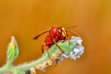 Median wasp (Dolichovespula) portrait - Stock Image