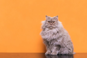 Photo of a fluffy gray cat sitting on an orange background and looking up. Beautiful cat is isolated on an orange background. Pet on a colored background.