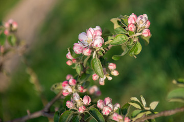 Picture of beautiful tree blossom, abstract natural background, spring day, little pink flowers on tree branch, blurred background blue sky and green grass in spring