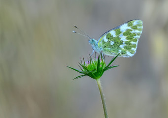 Beautiful butterfly sitting on flower in a summer garden