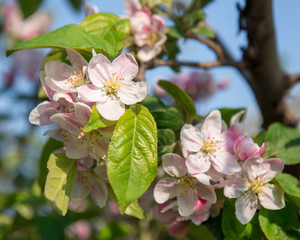 Picture of beautiful tree blossom, abstract natural background, spring day, little pink flowers on tree branch, blurred background blue sky and green grass in spring