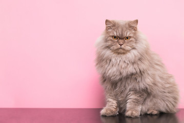 Portrait of a beautiful fluffy cat sitting on a pink background in a studio and posing in a camera....