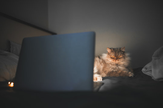 Gray,fluffy cat lies at bedside in bed at night and looks at the laptop screen. Cat on a dark bed in a bedroom with lights. Pet is at night in a bed with a garland and a laptop, light of the laptop