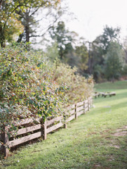 apple orchard in spring