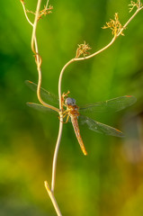Macro shots, Beautiful nature scene dragonfly. 