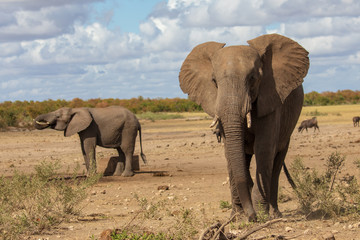 Fototapeta na wymiar Elefant 20