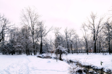 snowy park in winter
