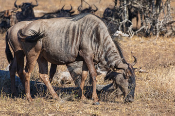 Gnu 7