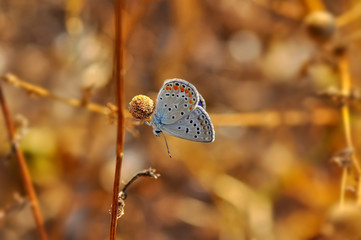 Beautiful butterfly sitting on flower in a summer garden