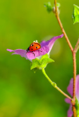 Ladybug on green leaf defocused background