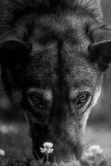 pet in black and white