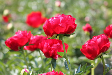 Pink peony flowers. Cultivar from the semi-double flowered garden group