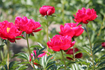 Pink peony flowers. Cultivar from the semi-double flowered garden group
