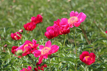 Pink peony flowers in garden. Cultivar from single flowered garden group