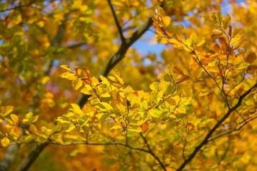 Beautiful golden beech leaves background