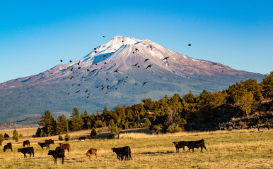 Mount Shasta and cattle ranch