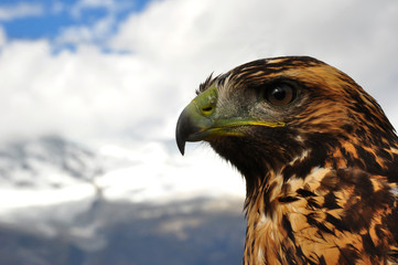 Primer plano de un aguila real 