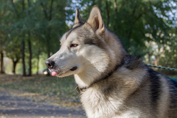 Malamute for a walk in the autumn Park