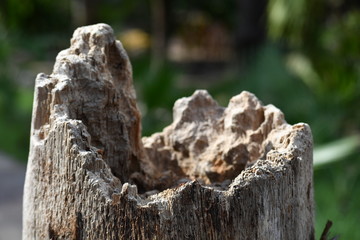 An old wood stump that has been nibbled by horses.