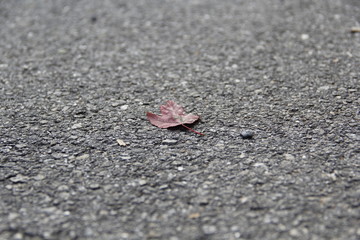 Tiny Leaf