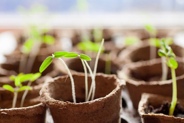 Young tomato plants in pots