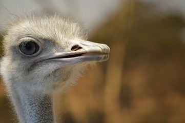 Close up of an ostrich