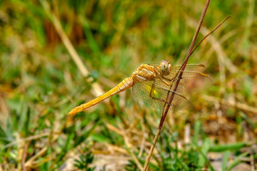 Macro shots, Beautiful nature scene dragonfly. 