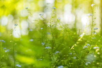 Abstract blurred nature green background with grass, plants, blue flowers with beautiful bokeh in yellow sunlight	