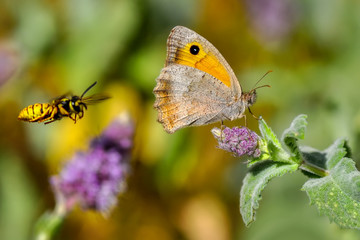 Fototapeta premium Beautiful butterfly sitting on flower in a summer garden