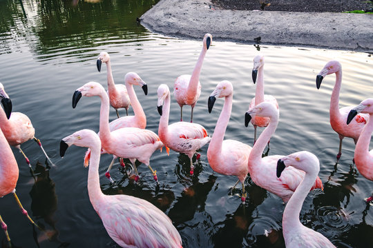 Flamingos at Bicentenario Park - Santiago, Chile